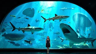 САМЫЙ БОЛЬШОЙ АКВАРИУМ В МИРЕ в парке Sea World Abu Dhabi | Где найти бесплатный обед
