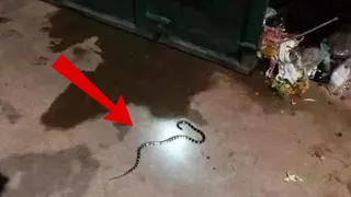 Rắn vào nhà "CẮN NGƯỜI' một người cha, một người chồng không "QUA KHỎI"