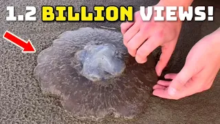 MOST Viral Animal Moments (1.2 BILLION Views in 4 Minutes!) 😱 