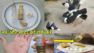 Kabootar ko Masti Me Kaise Laye 5 Din me garam Kare kabutar ko