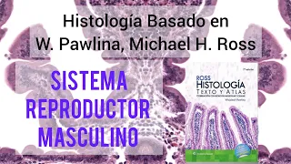 Sistema Reproductor Masculino: Todo lo Básico que Debes Saber en Histología