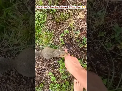 This Squirrel stole girl emotional Heart 🥰