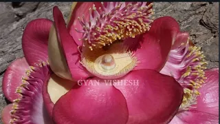 विज्ञान और दुनिया हैरान है, इस फुल में तो साक्षात शिव विराजमान है बड़े नसीब वालों को होते हैं दर्शन