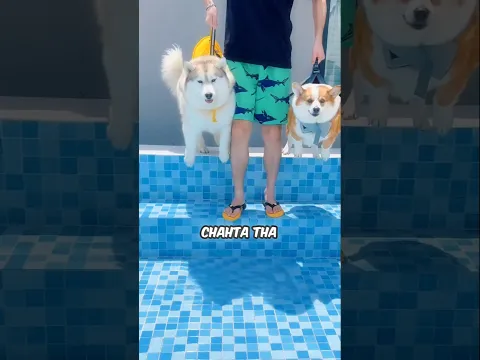 DOGS TESTING THEIR SWIMMING SKILLS
