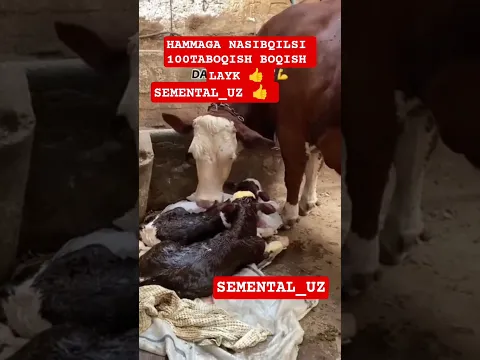 BULLS#chorva#tiktok#instagram#farm#farming#cow#cows#bulls#bull#ferma#buqa#buqaboqish#sigir#bullet#1m