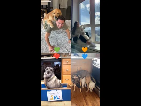 I am just a small pet🧡  Who is your best?