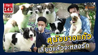 Bangkaew dog สุนัขบางแก้ว เลี้ยงแล้วจะหลงรัก - เพื่อนรักสัตว์เอ๊ย EP.143 1/3