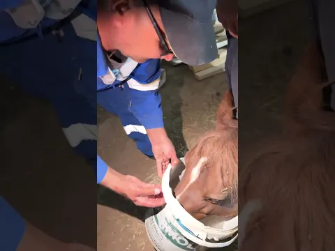 FULL VIDEO OF RESCUE OF A FALLEN HORSE BACK TO THE FARM #horse #equestrianjourney #help #rescuehorse