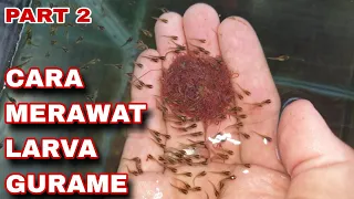 PART 2 : CARA MERAWAT LARVA IKAN GURAME #gurame