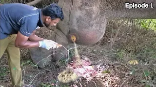 𝙀𝙡𝙚𝙥𝙝𝙖𝙣𝙩 𝙞𝙣𝙟𝙪𝙧𝙚𝙙 𝙞𝙣 𝙡𝙚𝙜 𝙗𝙮 𝙜𝙪𝙣𝙨𝙝𝙤𝙩 😢😢 #elephant #wildlife #viralvideo #animals #nature