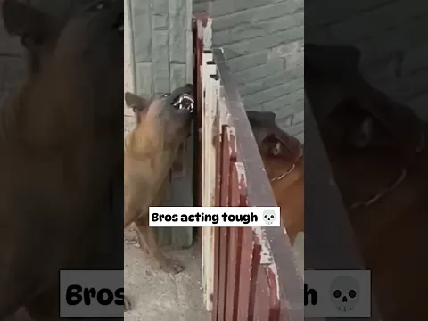 Dogs won't fight if the gate is open 💀🤣 | Huh?