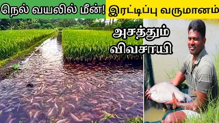 நெல் வயலில் மீன் வளர்த்து அசத்தும் விவசாயி! இரு மடங்கு லாபம் ! Fish cultivation in Rice paddy
