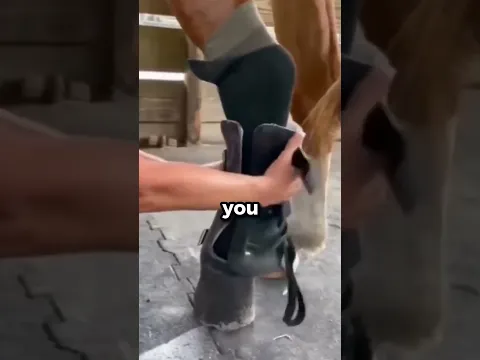 This Owner Changed The Horse's Life (@TheFigen_)