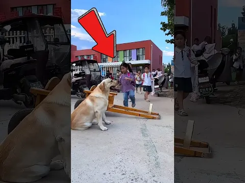 Este CÃO Vai Buscar Seu Dono na Escola 🥰❤️