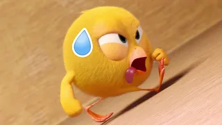 Where's Chicky ? 🥵 THE CLIMB - NEW episodes in HD