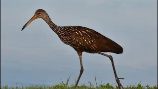 Una leyenda increíble!