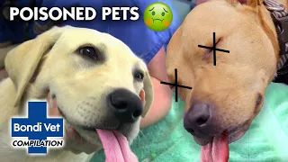 Poisoned Pets ☠ 🐾 | Compilation | Bondi Vet