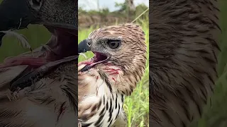 Hawk-Eagle catch a big bird of prey 