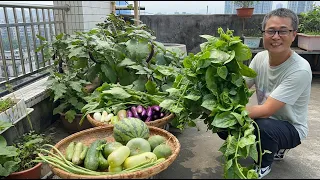 After several days of rain, the vegetables were all overripe  Now that
