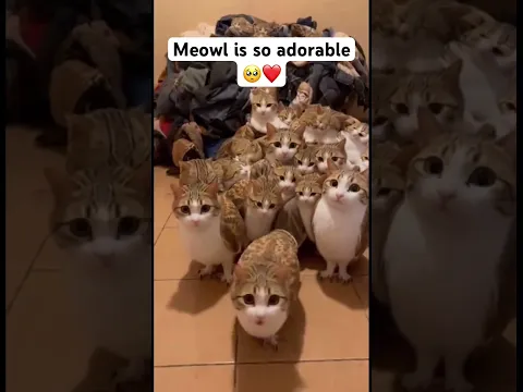 Subscribe if you love Meowl #viral #cat #cute
