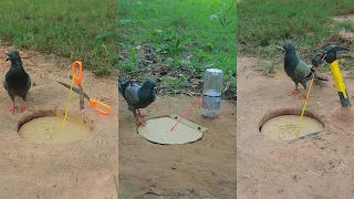 Beautiful DIY Bird Trap #camping #Outdoors #bushcraft