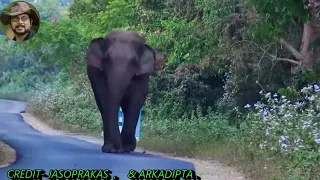 Once Upon a Time Chapramari  Area Of North Bengal Was a Great Sighting Place For The Elephant Herd.