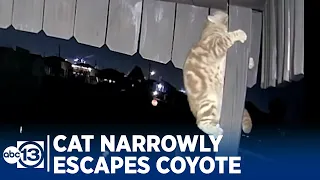 Cat narrowly escapes coyote attack in Surfside Beach