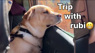 A day with Rubi 😋 || labra rubi || #vlog #labradordog #dog #vlogs #vlogger #youtube #pets #dogvideos
