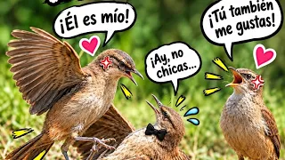 Brutal fight 👊💥🐦‍⬛ entre dos pájaros 🐦 