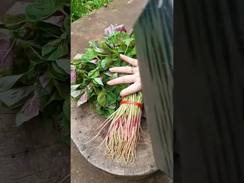 Cutting greens like THIS?! 😮🌿🔪 #shorts #gardening #process #wow #amazing #viral #handmade