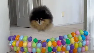 Compilation of Mocha Pom Shorts 3 | Cute Dog Shorts Compilation