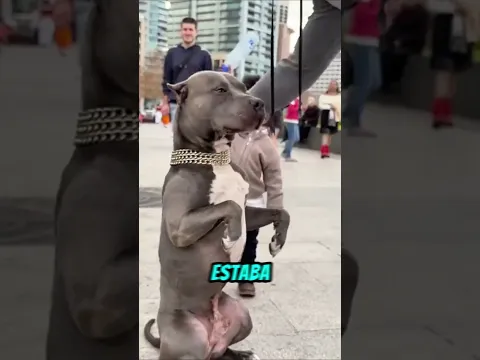 Un niño atacó a un PERRO y casi ocurre una tragedia 😱