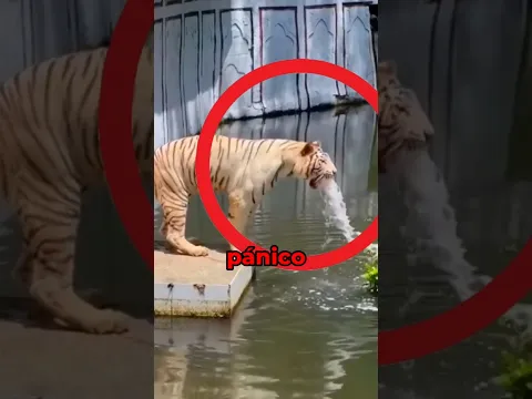 ¡No Entres en Pánico Si Ves a un Tigre Haciendo Esto! 😨