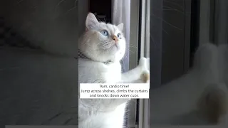 Day In The Life Of A Cat 🐈