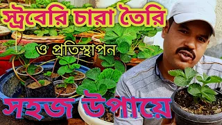 স্ট্রবেরি চারা তৈরি ও প্রতিস্থাপনের সহজ উপায় ৷the easiest method of strawberry plant propagation.
