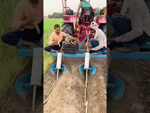 This is the process of planting sugar cane #shorts