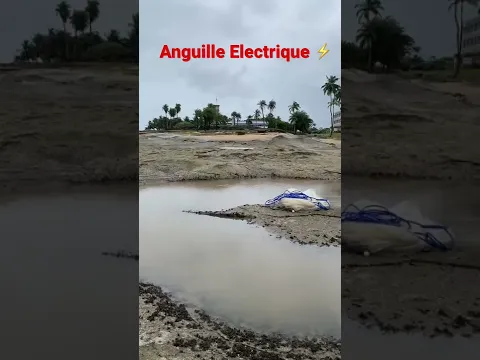 Anguille électrique ⚡️ à l’épervier