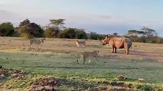 Rhino surrounded by lions