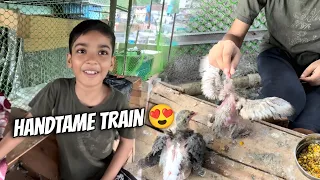 Naye kabutar ko le liya handtame karne ke liye 😍😱 | Talha Ali Vlogs