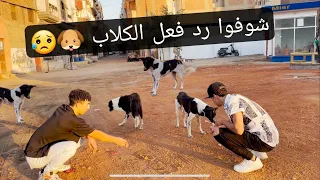 اكلنا كلاب الشوارع.(متوقعناش رد فعلهم)!