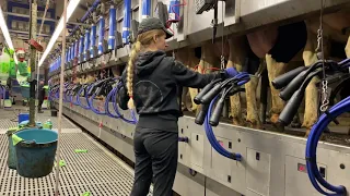 New Cleaning Technology Big Machines Silage Hills Milking Cows Feeding