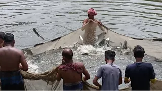 পল্লী গ্রামের পুকুরের মাছ ধরার ভিডিও ভাইরাল | MapFlix