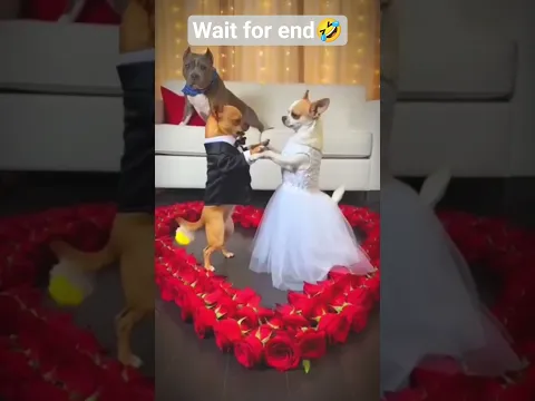 Funny Chihuahua thinks he is the boss 😂🐶 #chihuahua #viraldogs #dogsofyoutube #dogshorts
