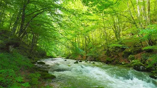 Healing Native American Flute & Nature Sounds | Deep Sleep, Stress Relief, Emotional Balance