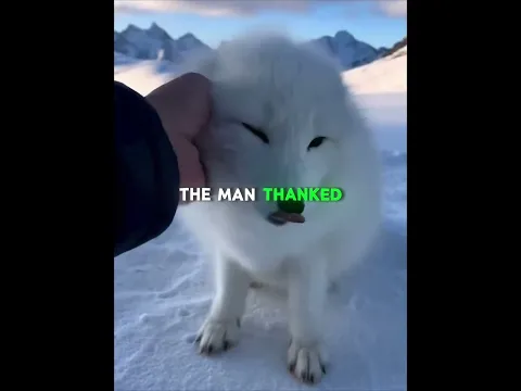 A Fox Burst Through His Door… Begging for Help 🦊❄️