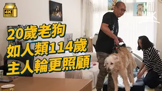 #MM｜20歲老狗失去活動能力 兩夫妻24小時全天候輪更貼身照顧 每日幾次親手幫助排尿＋排便 8歲時曾被遺棄流浪街頭  每月花數千做物理治療＋針灸｜#700萬種生活 #4K