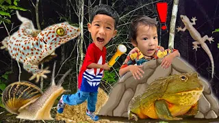 ส่องสัตว์ตอนกลางคืน เจอตุ๊กแก จิ้งจก แมลงสาบ กบ คางคก หอยทาก  | พี่โฟล์คและน้องแฝด