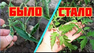 Крутит Листья Томатов/ Завязь Опадает - Есть Решение