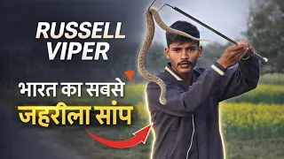 भारत का सबसे जहरीला सांप [ Russell viper ]🐍😲#viralvideo #snake 