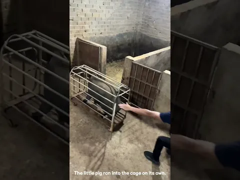 walk right into the trap